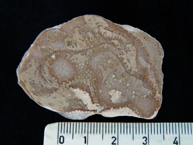Paleofavosites - koralowiec denkowy (Tabulata)
