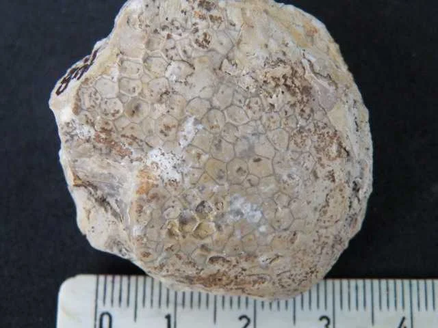 Favosites desolatus - koralowiec denkowy (Tabulata)