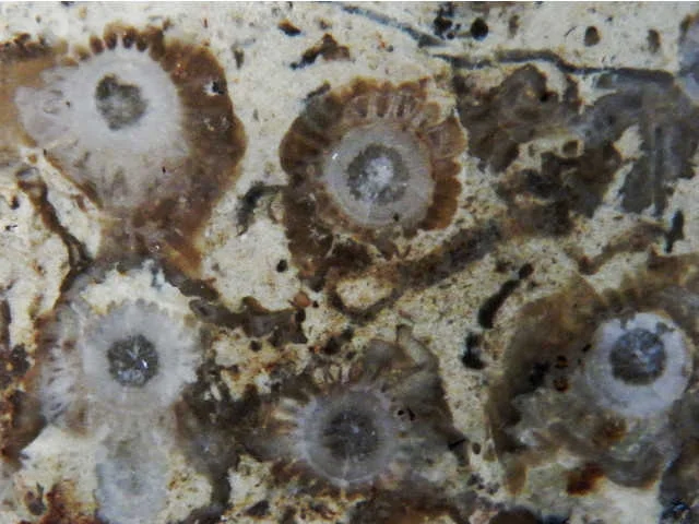 Sarcinula lata - koralowiec denkowy (Tabulata)