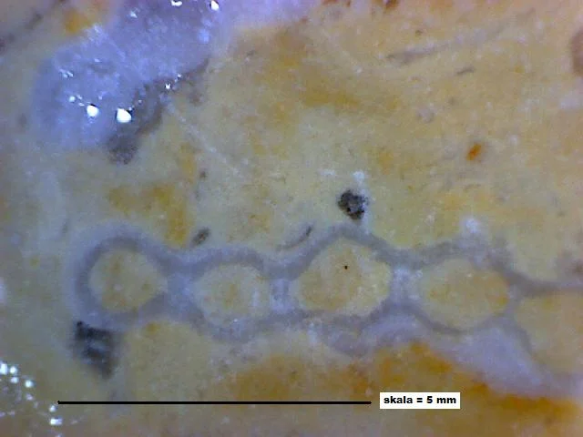 Catenipora spiroddensiformis? - koralowiec denkowy (Tabulata)