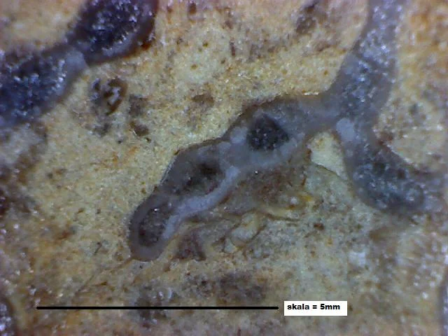 Catenipora tapaensis - koralowiec denkowy (Tabulata)