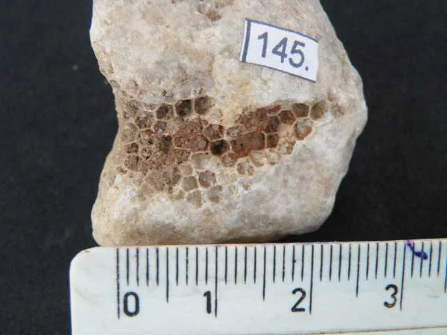 Favosites gothlandicus - koralowiec denkowy (Tabulata)
