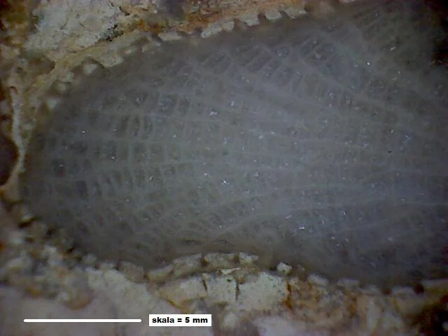 Favosites forbesi - koralowiec denkowy (Tabulata)