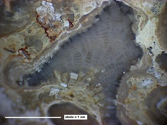 Favosites forbesi - koralowiec denkowy (Tabulata)