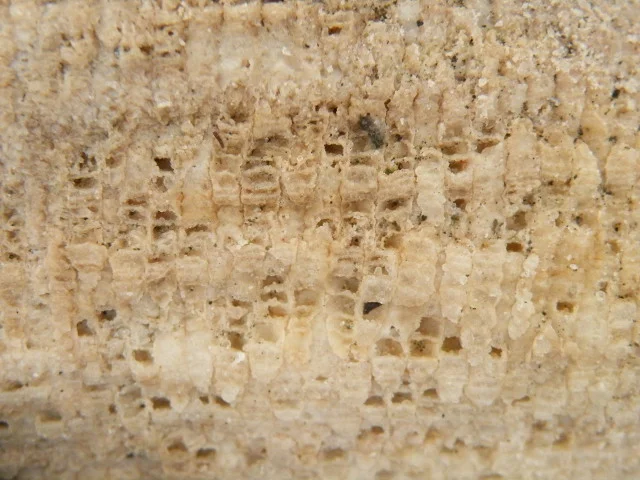 Favosites gothlandicus - koralowiec denkowy (Tabulata)