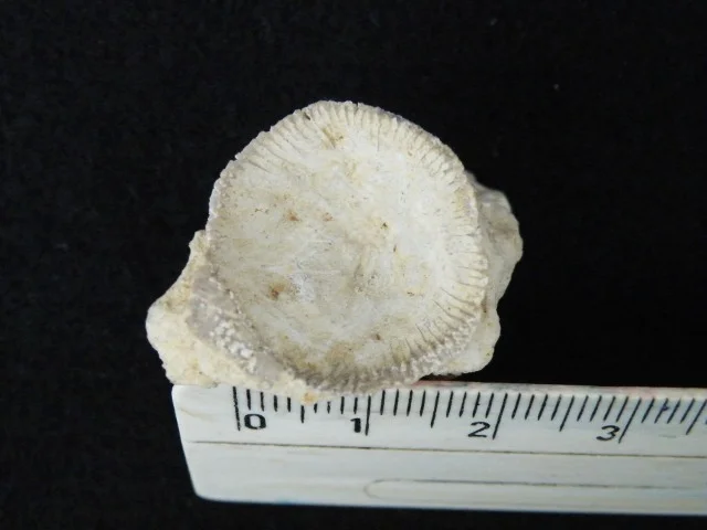 koralowiec czteropromienny (Rugosa)