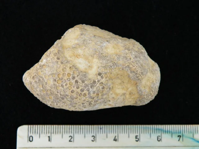Heliolites interstinctus - koralowiec denkowy (Tabulata)