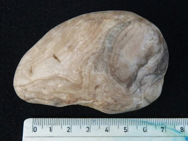 Subalveolites - koralowiec denkowy (Tabulata)