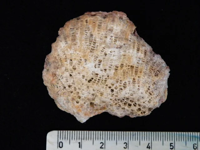 Protoheliolites - koralowiec denkowy (Tabulata)