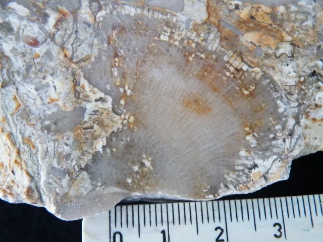 Favosites - koralowiec denkowy (Tabulata)