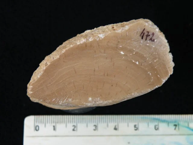Syringopora - koralowiec denkowy (Tabulata) zrośniety ze stromatoporoidem