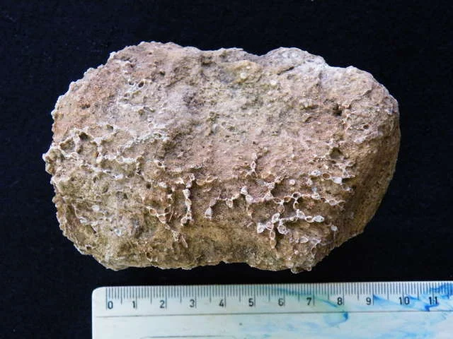 Halysites junior - koralowiec denkowy (Tabulata)