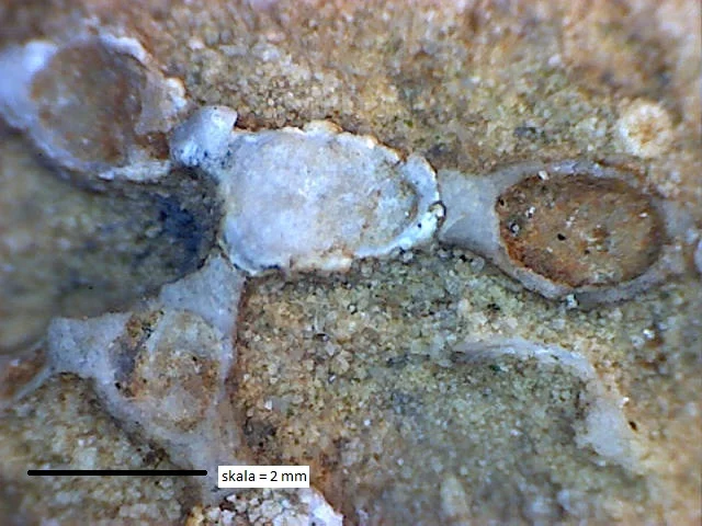 Halysites junior - koralowiec denkowy (Tabulata)