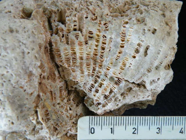 Favosites - zdolomityzowany koralowiec denkowy (Tabulata)