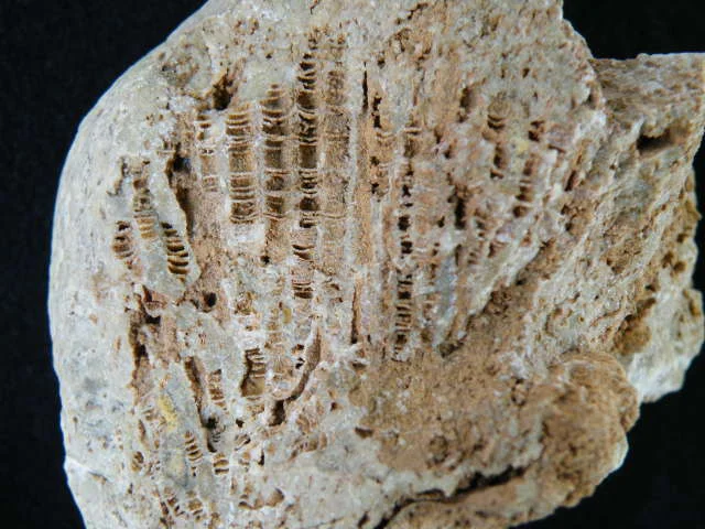 Favosites - zdolomityzowany koralowiec denkowy (Tabulata)