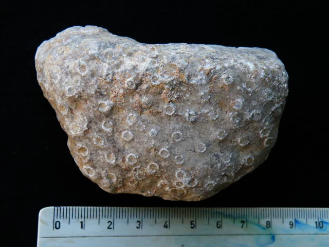Sarcinula - koralowiec denkowy (Tabulata)