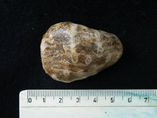 Sarcinula - koralowiec denkowy (Tabulata)