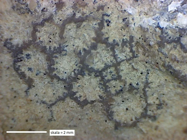 Favosites obliquus - koralowiec denkowy (Tabulata)