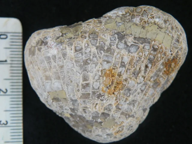 Mesofavosites - koralowiec denkowy (Tabulata)