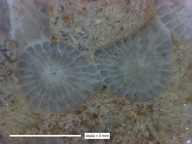 Palaeophyllum? - koralowiec czteropromienny (Rugosa)