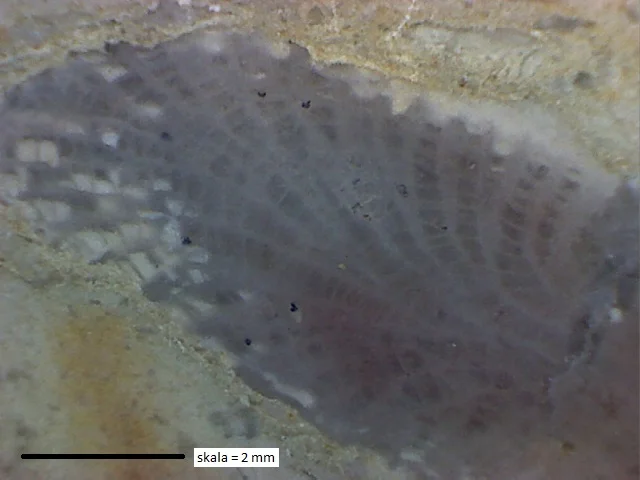 Laceripora cribrosa - koralowiec denkowy (Tabulata)