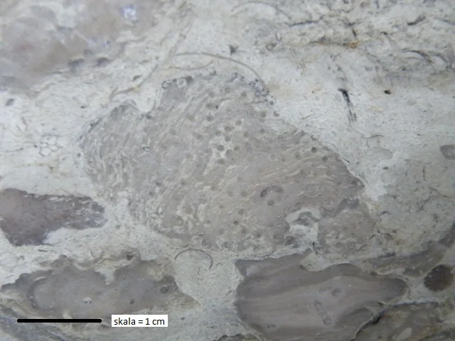 Syringopora - koralowiec denkowy (Tabulata) zrośnięty ze stromatoporoidem