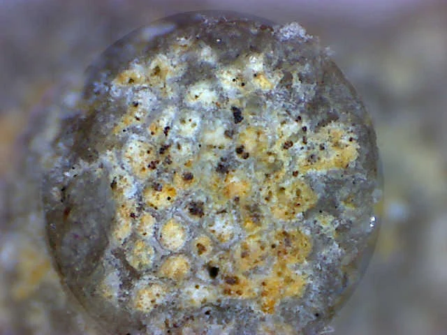 Coenites - koralowiec denkowy (Tabulata)
