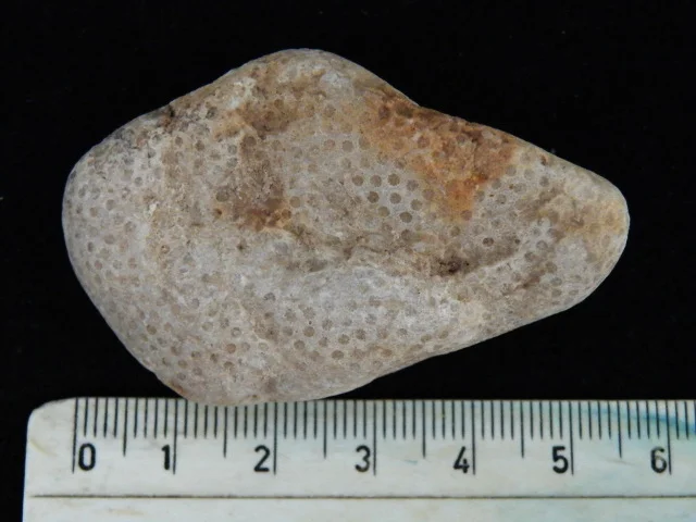 Heliolites - koralowiec denkowy (Tabulata)