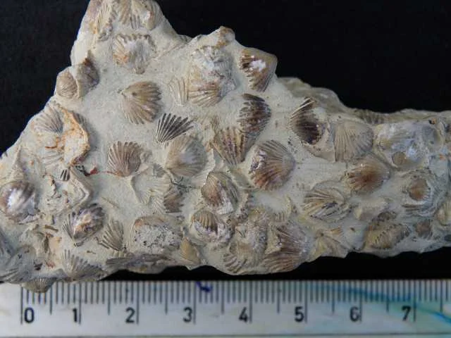 Camarotoechia nucula - ramienionogi