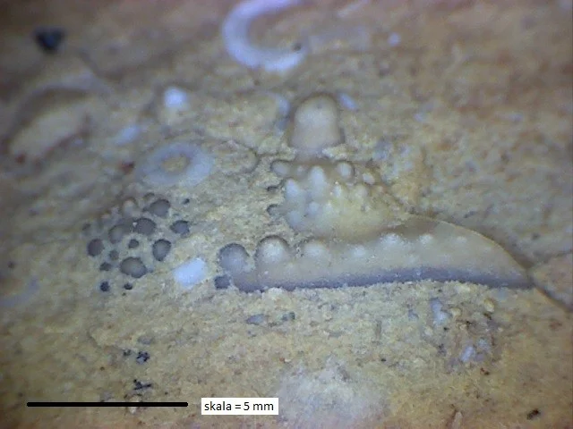 Encrinurus - caphalon trylobita