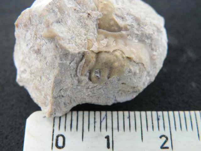 Cybele - fragment trylobita