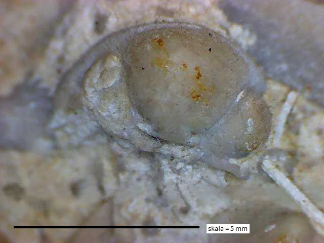 Acernaspis - cephalon trylobita