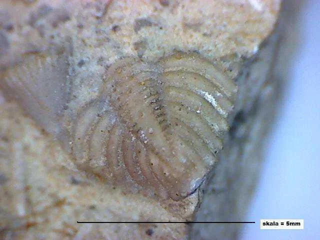 Encrinurus - pygidium trylobita