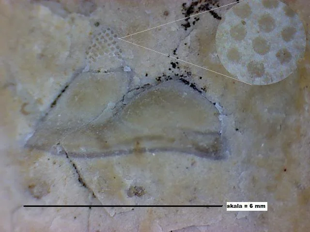 cephalon trylobita