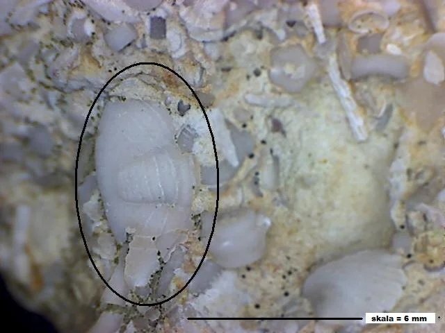 Acernaspis - pygidium trylobita