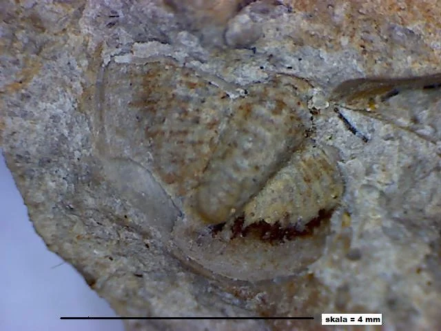 Basilicus lub Proetus? - pygidium trylobita