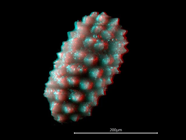 fragment pancerza trylobita