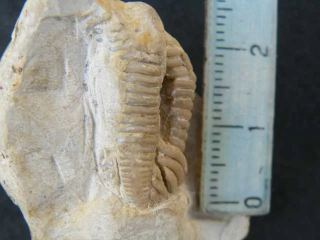 Encrinurus - fragment trylobita