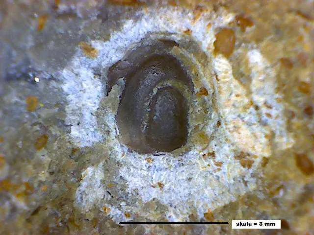 Geragnostus - pygidium(?) trylobita