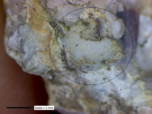 Erratencrinurus (Celtencrinurus) moe? - fragment cephalonu trylobita