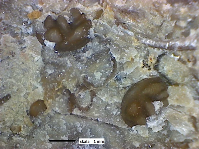 Beyrichia (Calcaribeyrichia) altonodosa - małżoraczki