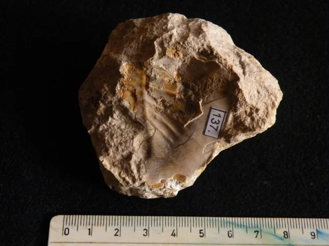 Pseudobasilicus lub Pseudobasiliella? - fragment pygidium trylobita