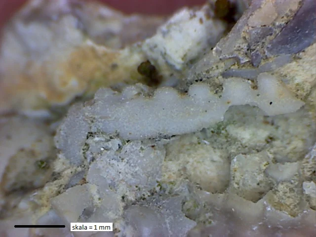 Exallaspis varbolensis? - fragment cephalonu trylobita