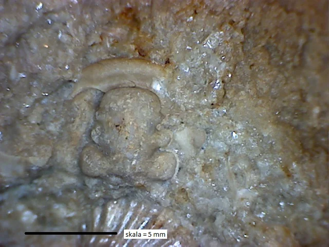 Calymene - cephalon trylobita