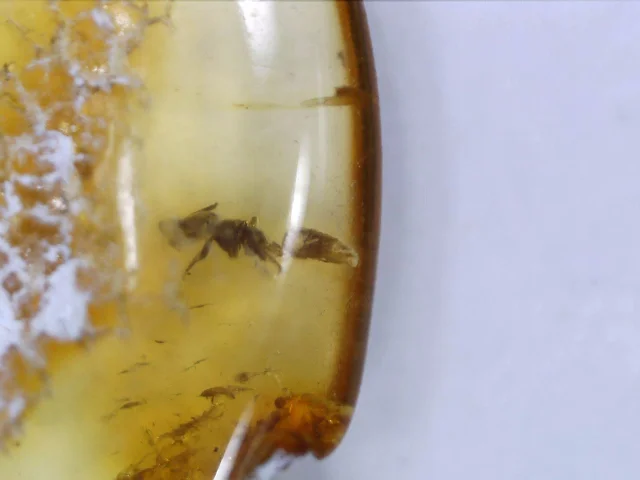 owad w bursztynie - mrówka