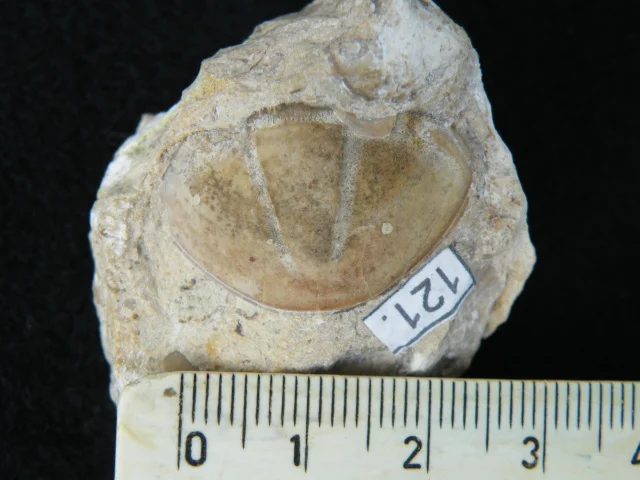 pygidium trylobita