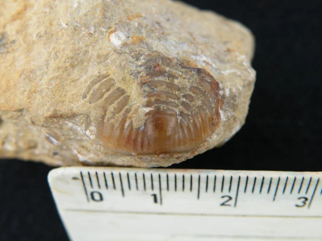 Calymene - pygidium trylobita