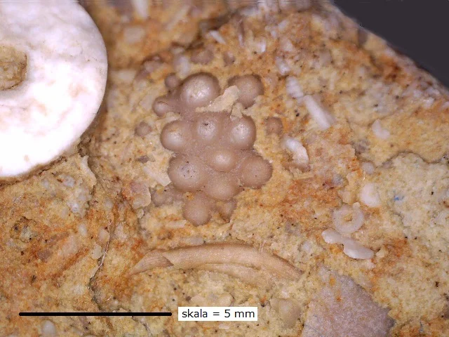 Encrinurus - caphalon trylobita