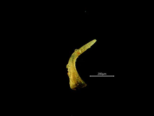 Semiacontiodus cornuformis - konodont