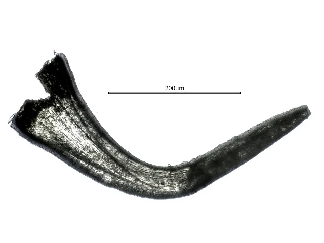 Semiacontiodus cornuformis - konodont